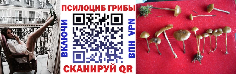 Купить закладки  Вышний Волочёк  Псилоцибиновые грибы MAGIC MUSHROOMS 